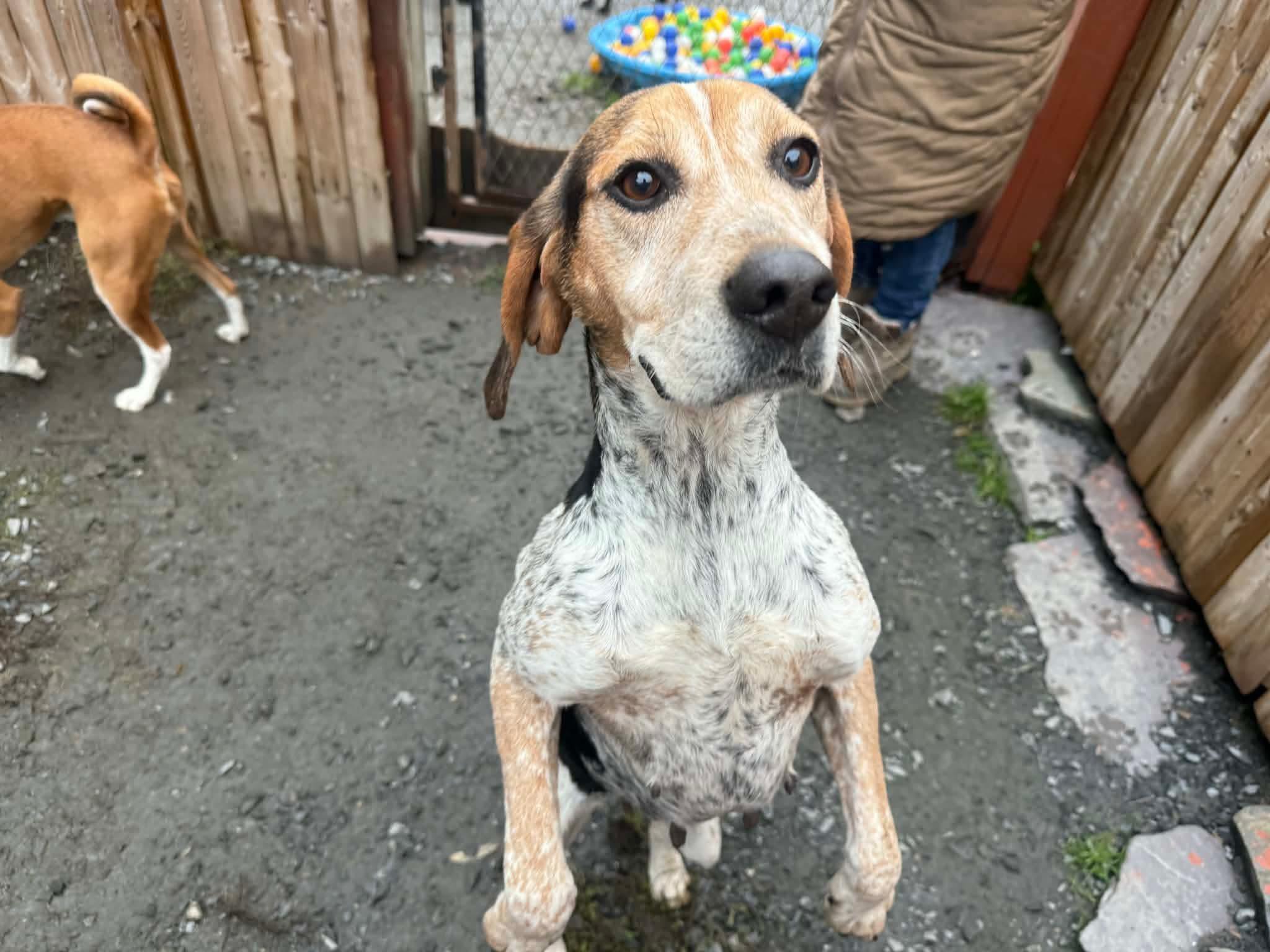 Darla, a ADOPTABLE mixed breed image 3/4