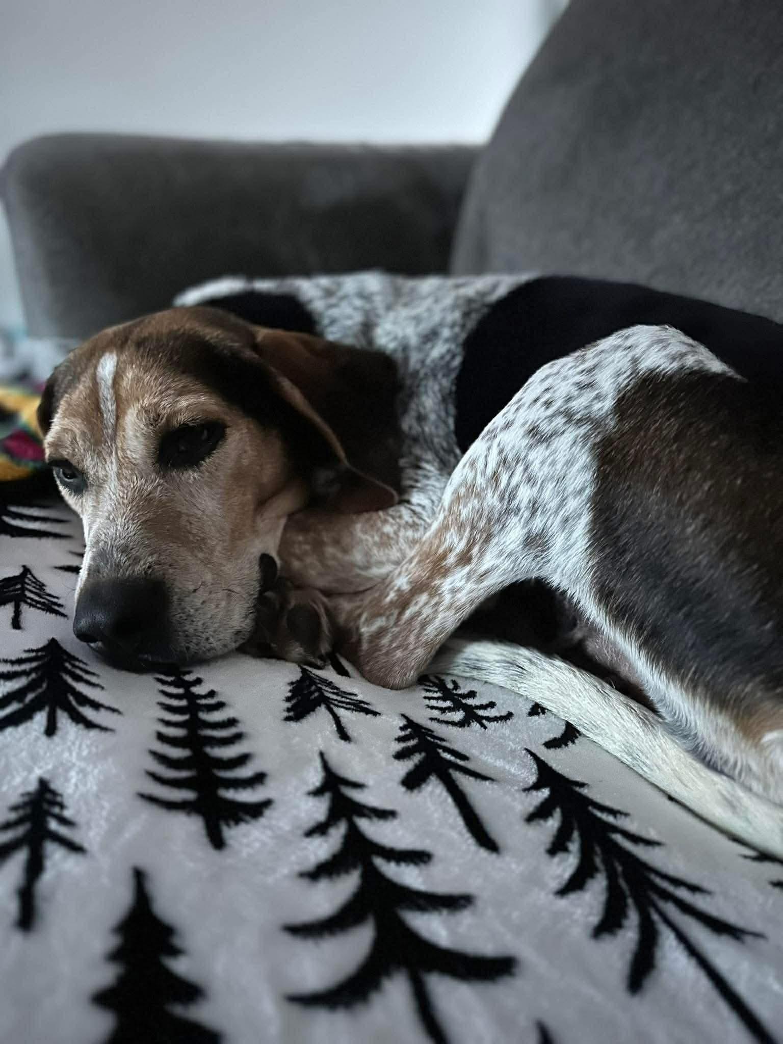 Darla, a ADOPTABLE mixed breed image 4/4