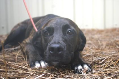 Tillie, Adoptable, Adult Female Golden Retriever & Boston Terrier.