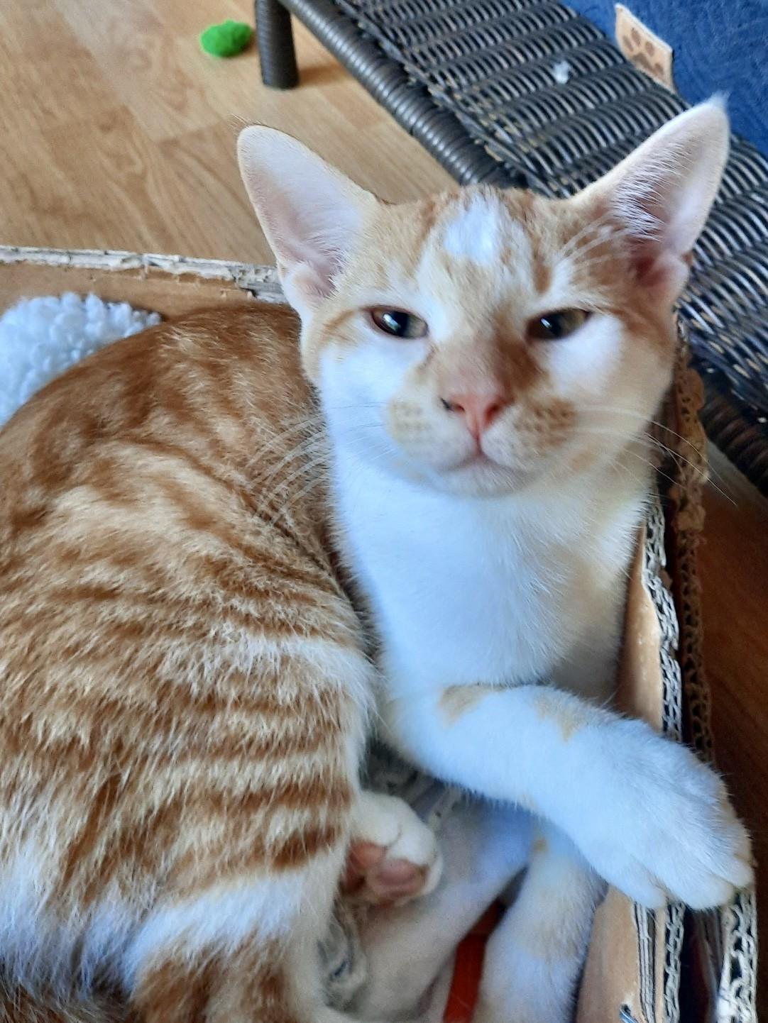 Enlarge Gandhi, a Adoptable Tabby in Fishers, IN image 1/1