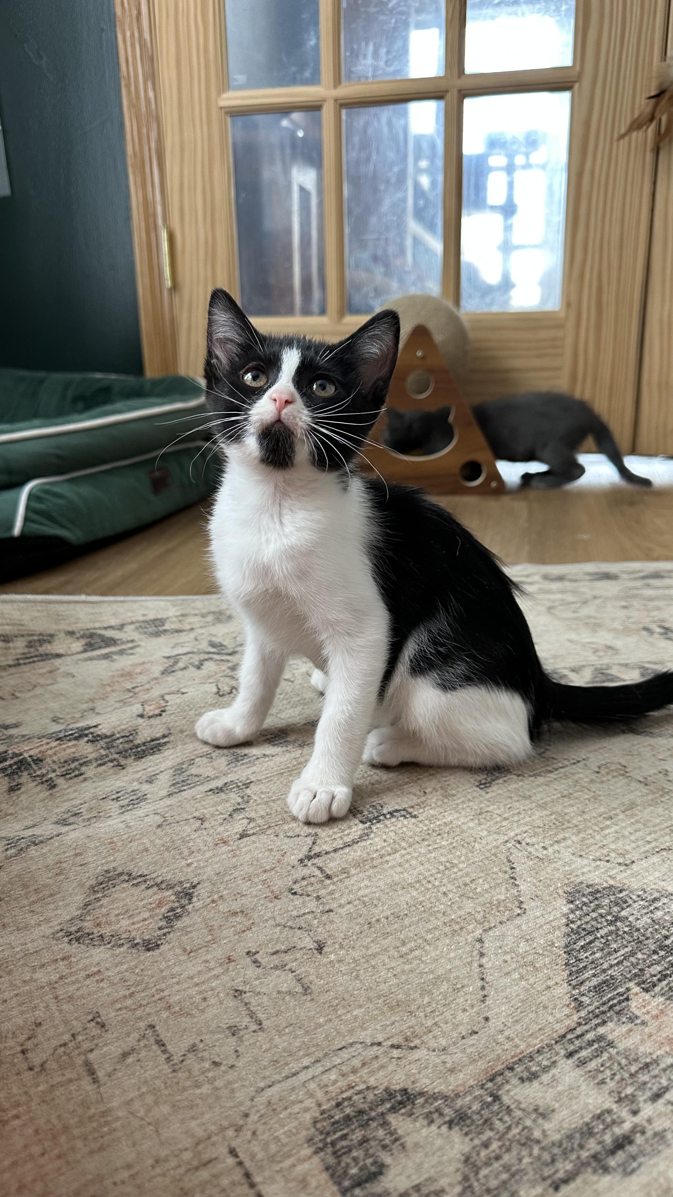 Enlarge Minestrone, a Adoptable mixed breed in Crystal Lake, IL image 3/3