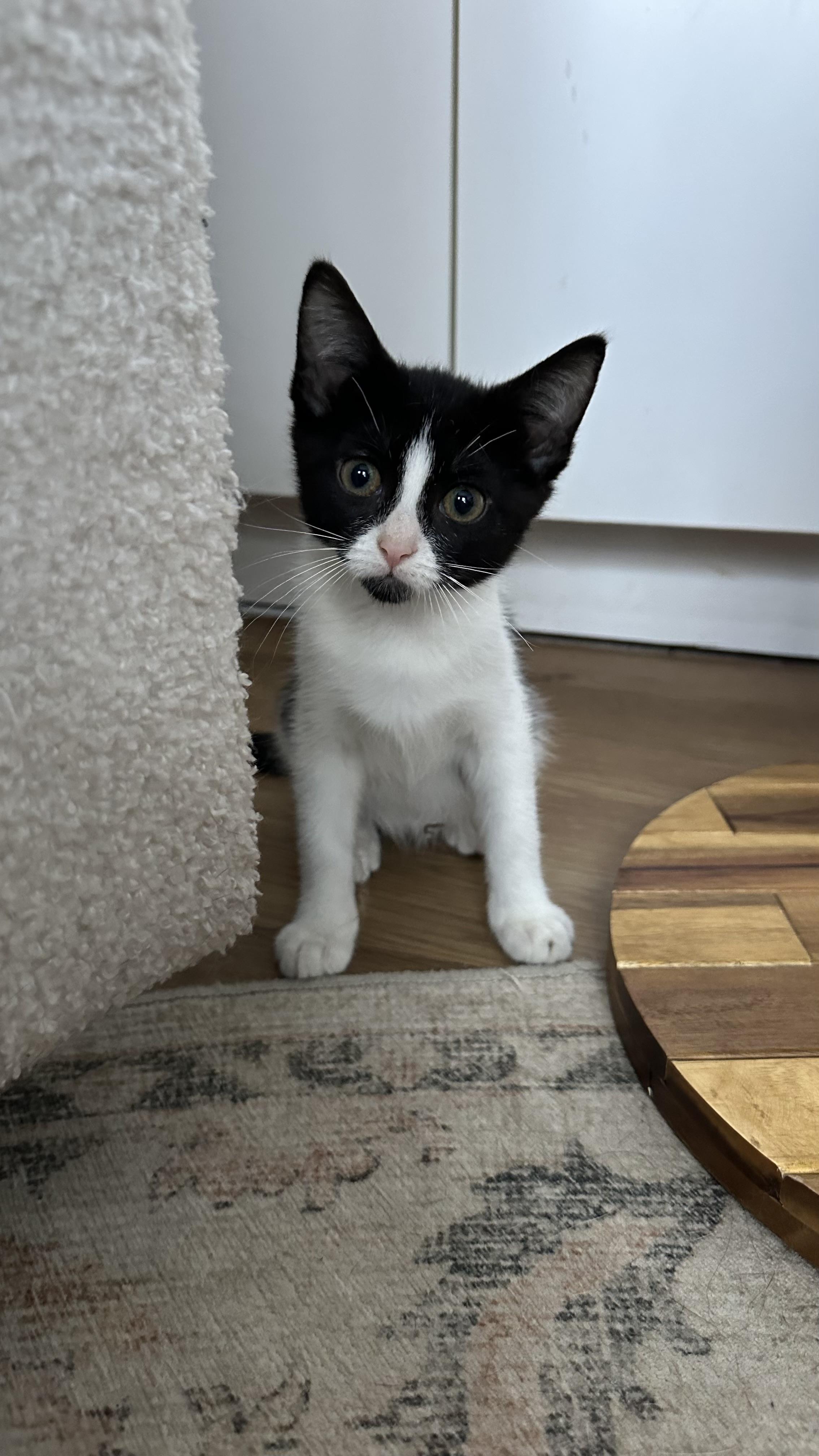 Minestrone, Adoptable, Kitten Female Tuxedo.