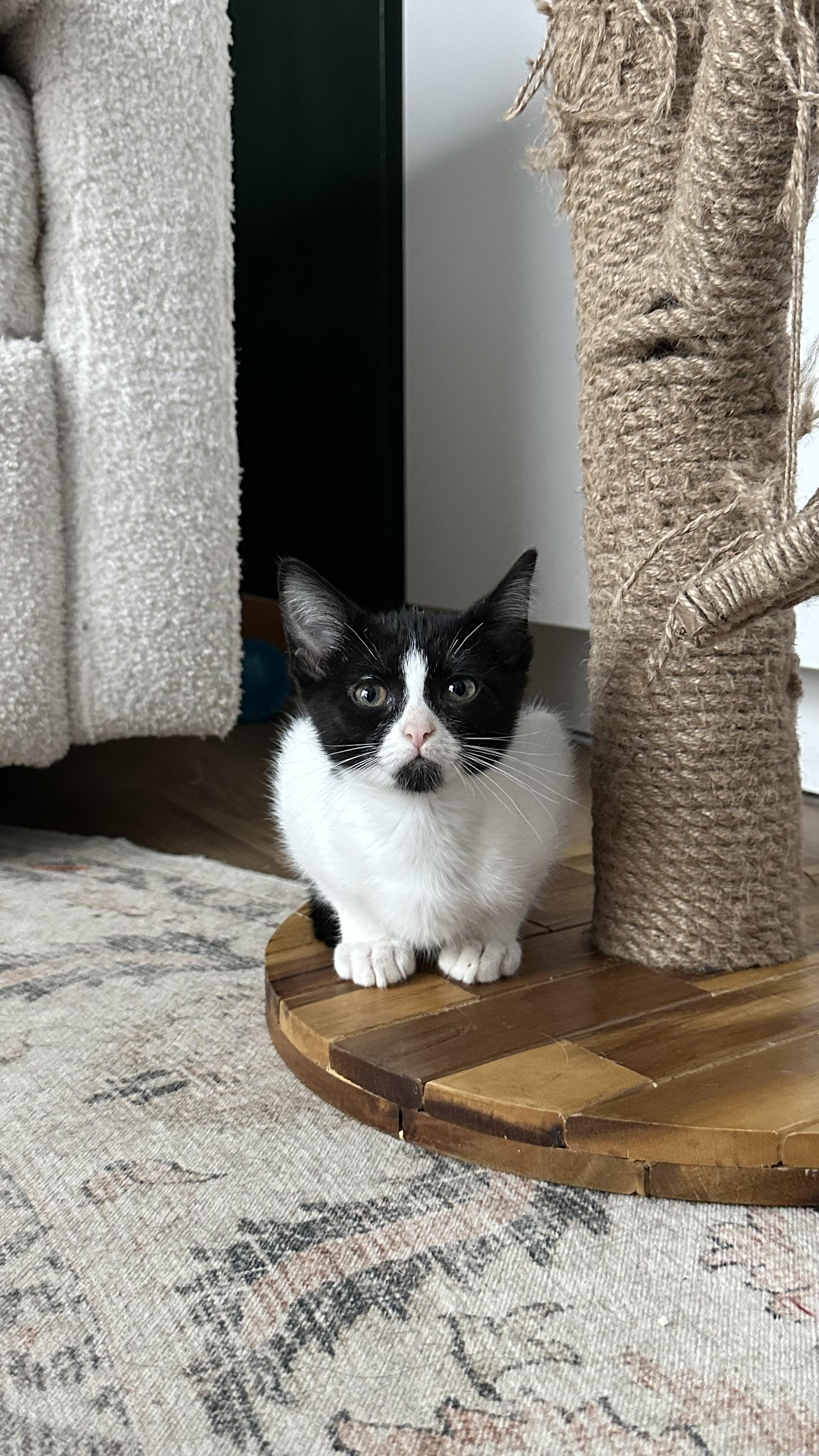 Enlarge Minestrone, a Adoptable mixed breed in Crystal Lake, IL image 2/3