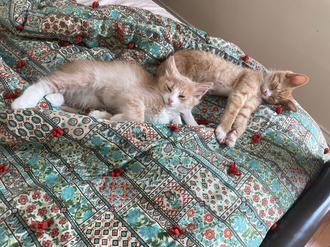 Crickett and Lizard, Adopted, Kitten Male Domestic Medium Hair & Domestic Short Hair.