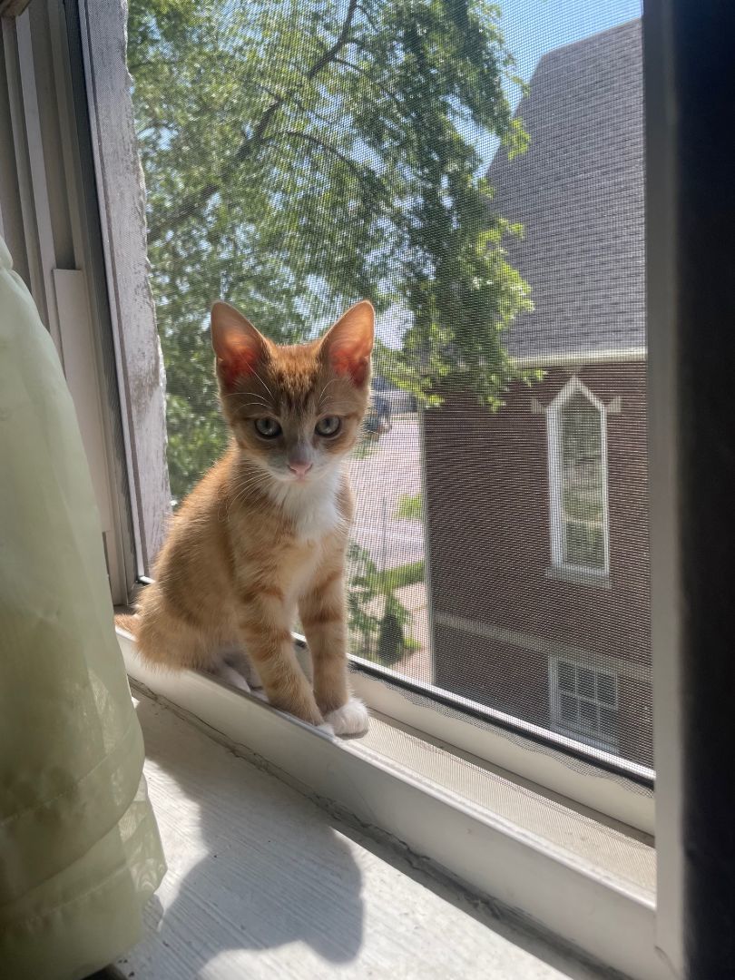 Crickett and Lizard, Adopted, Kitten Male Domestic Medium Hair & Domestic Short Hair.