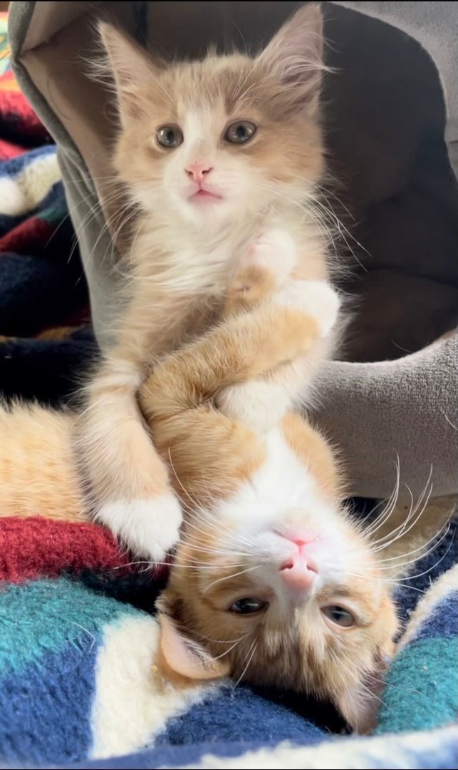 Crickett and Lizard, a Adopted mixed breed in Milwaukee, WI image 3/7