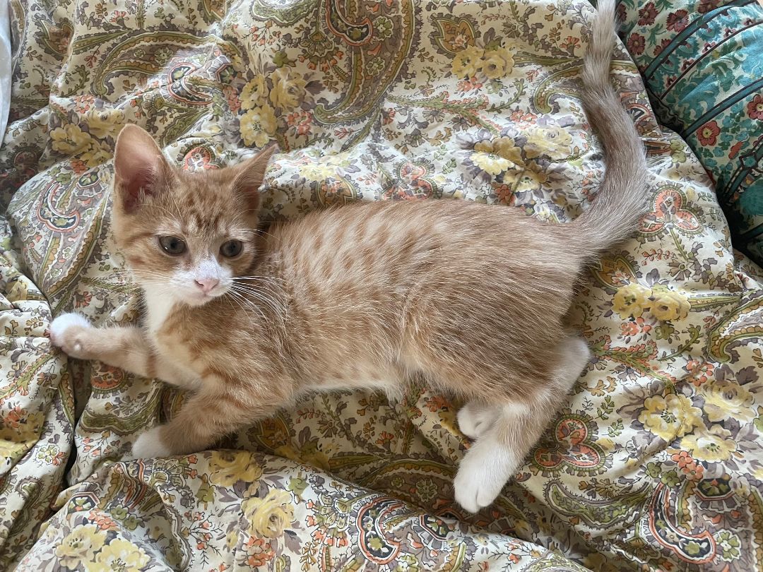 Crickett and Lizard, a Adopted mixed breed in Milwaukee, WI image 4/7