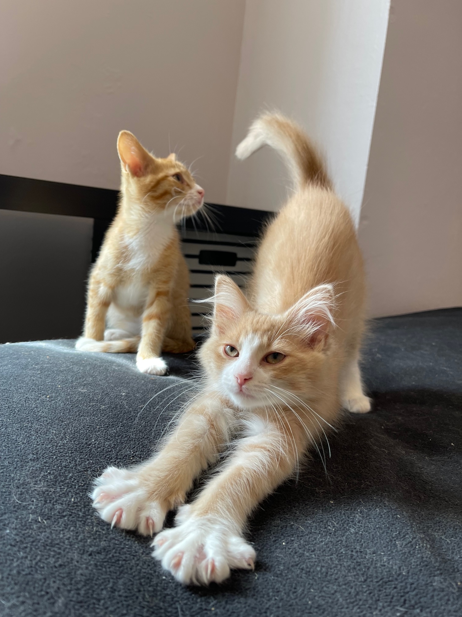 Crickett and Lizard, a Adopted mixed breed in Milwaukee, WI image 5/7