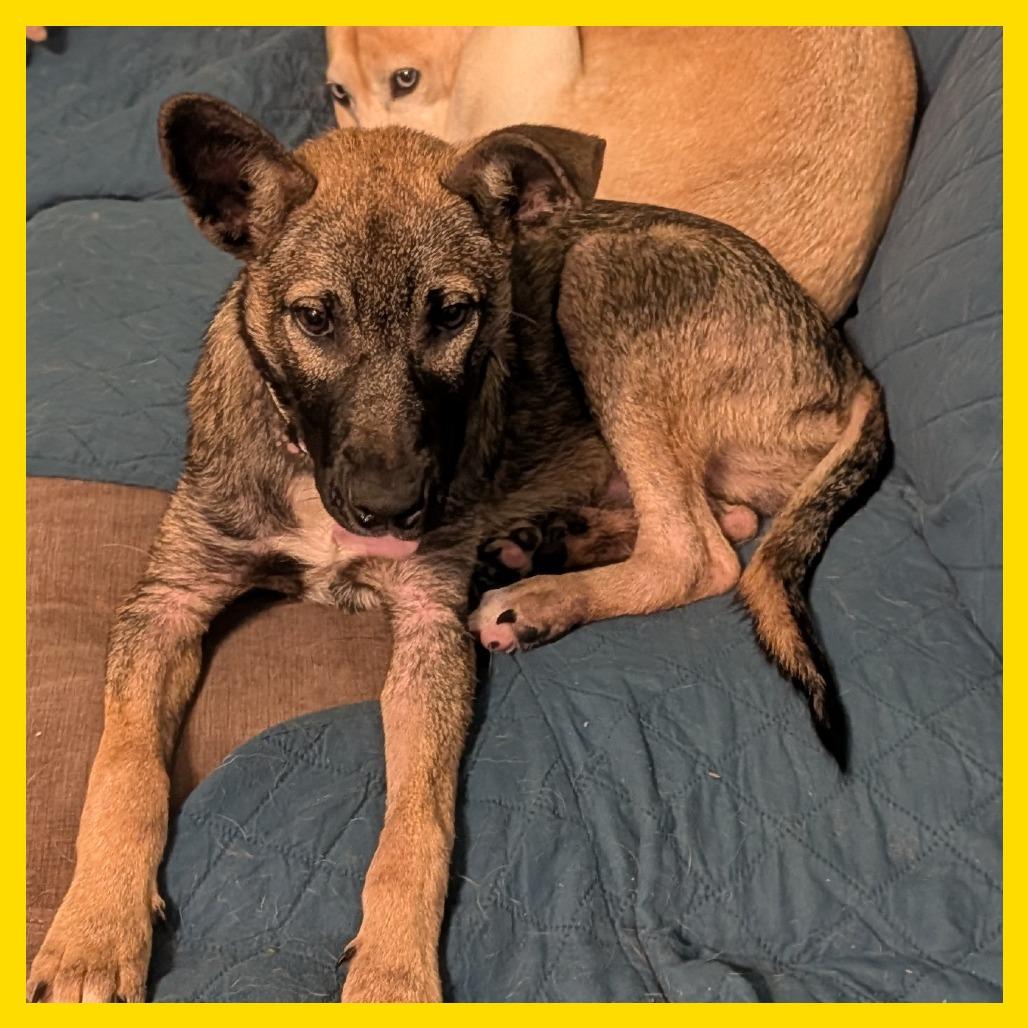 Keawe, a Adoptable mixed breed in Volcano, HI image 5/5