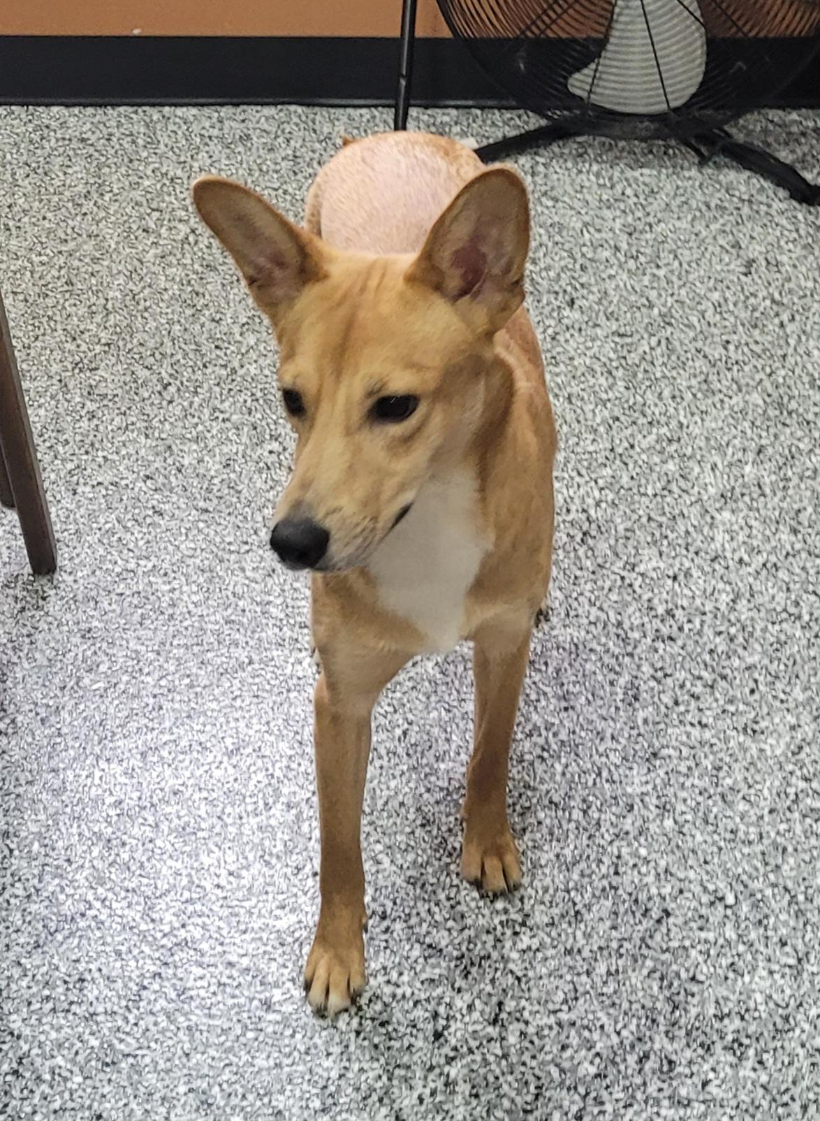 Enlarge Donnie, a ADOPTABLE mixed breed in Catlettsburg, KY image 5/5