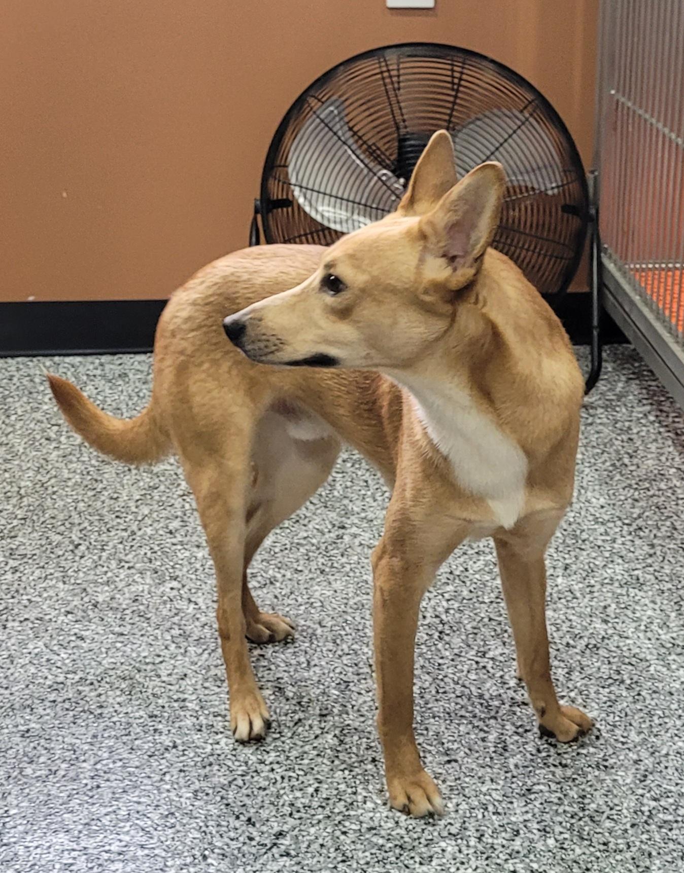 Enlarge Donnie, a ADOPTABLE mixed breed in Catlettsburg, KY image 4/5