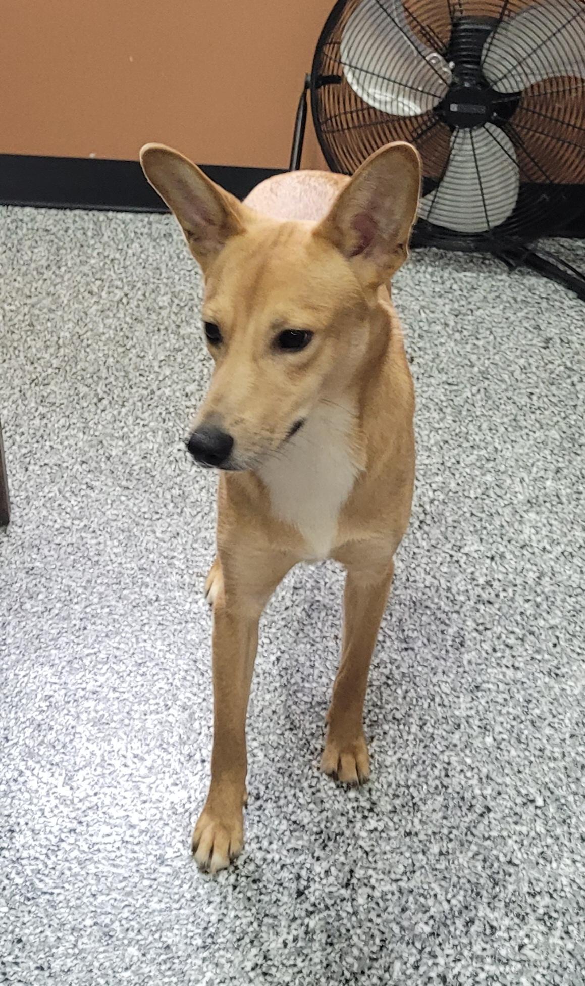 Enlarge Donnie, a ADOPTABLE mixed breed in Catlettsburg, KY image 3/5