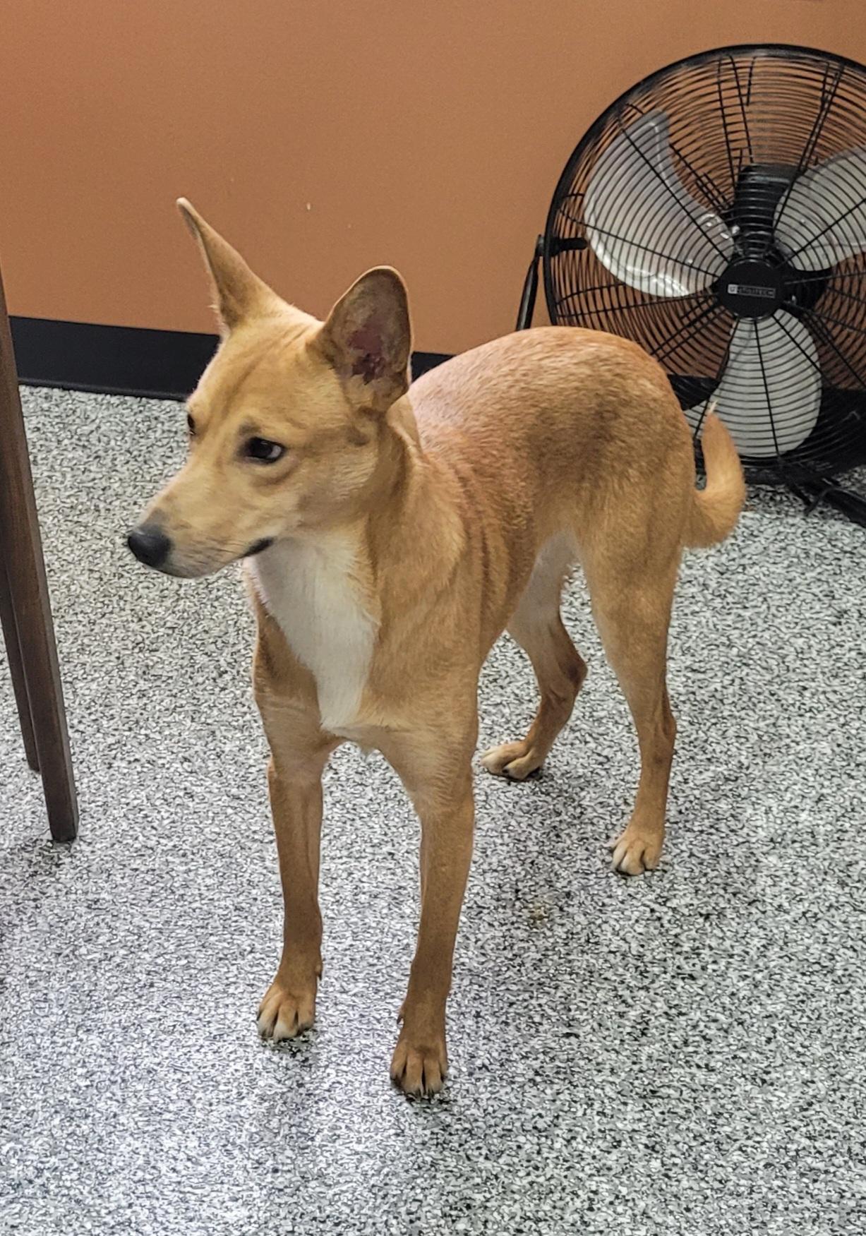 Enlarge Donnie, a ADOPTABLE mixed breed in Catlettsburg, KY image 2/5