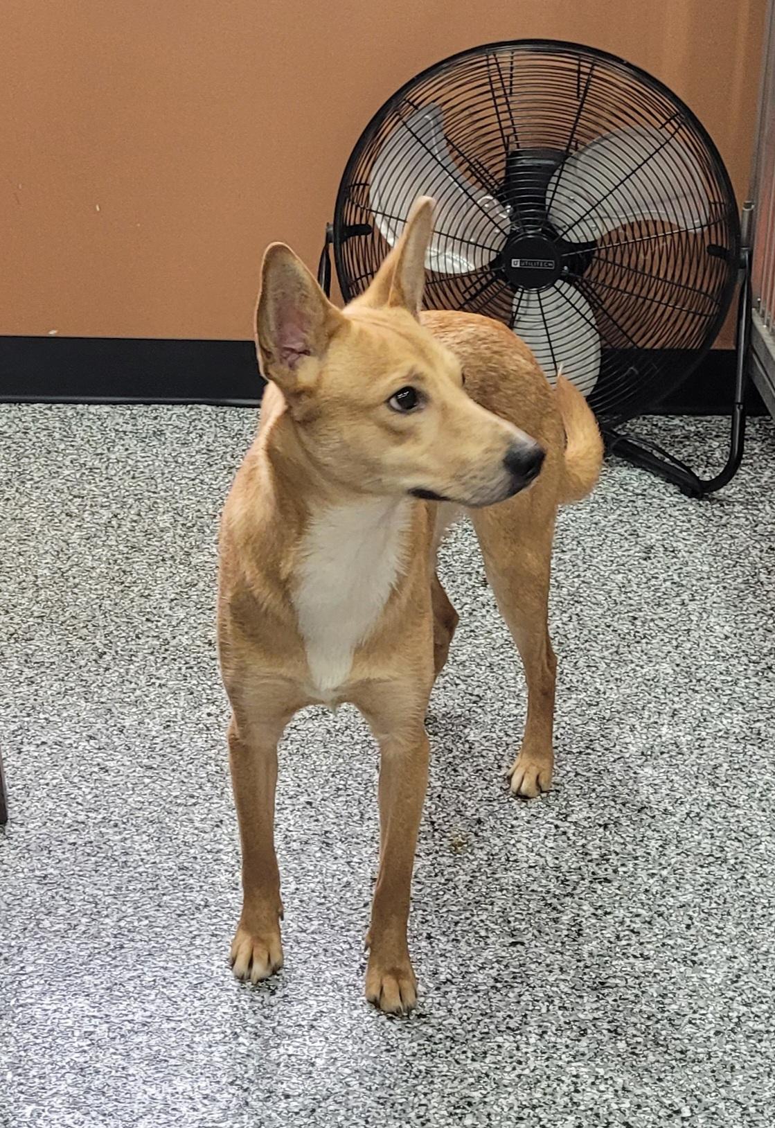 Enlarge Donnie, a ADOPTABLE mixed breed in Catlettsburg, KY image 1/5