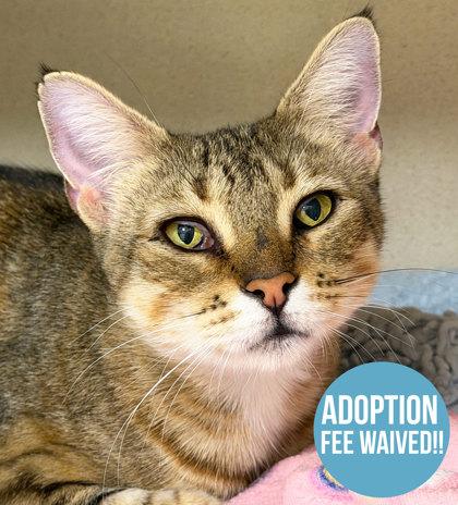 Dolly, adoptable, Adult Female Domestic Short Hair.