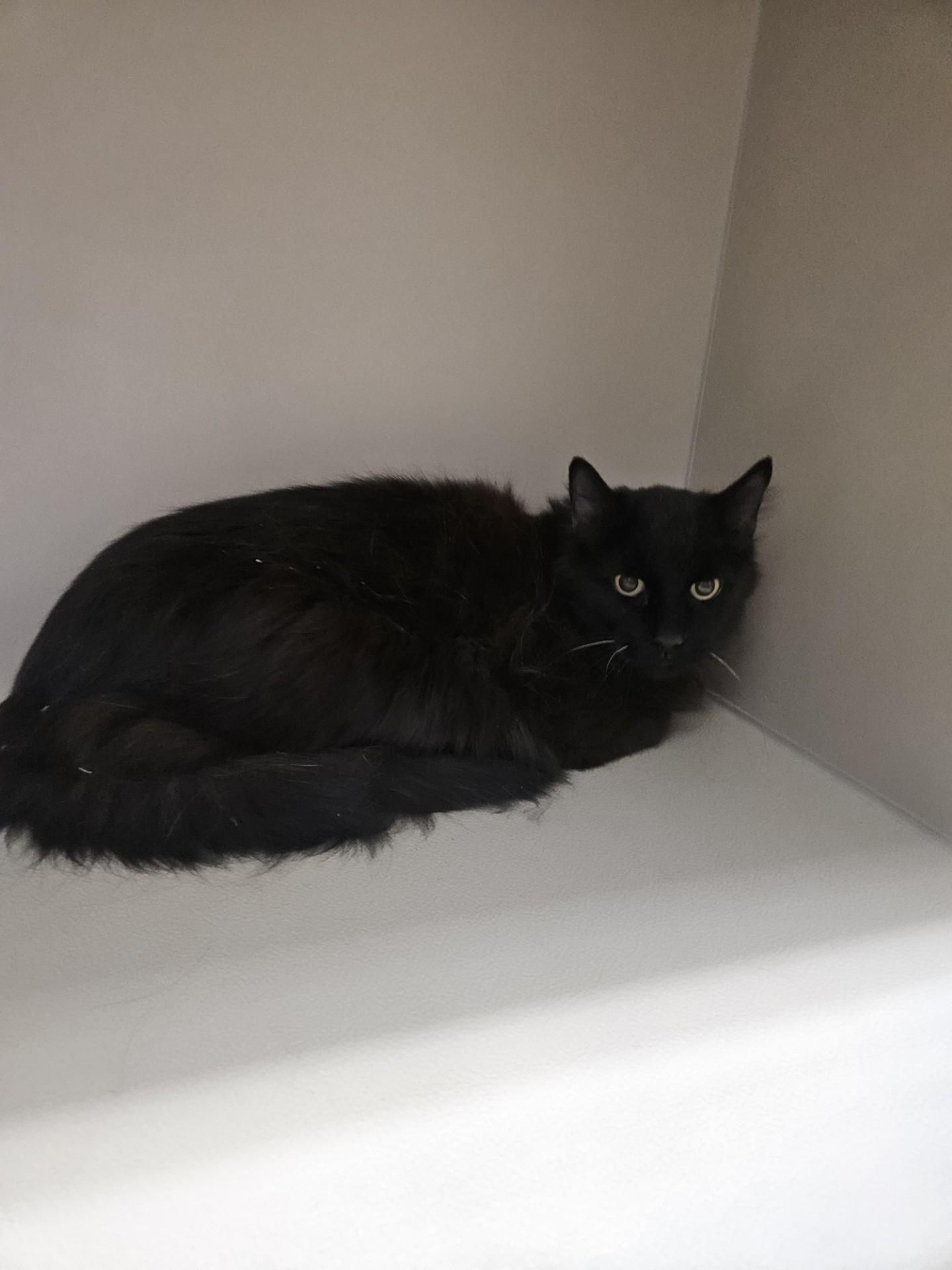 Enlarge 61851839, a Adoptable Domestic Long Hair in Elko, NV image 2/2