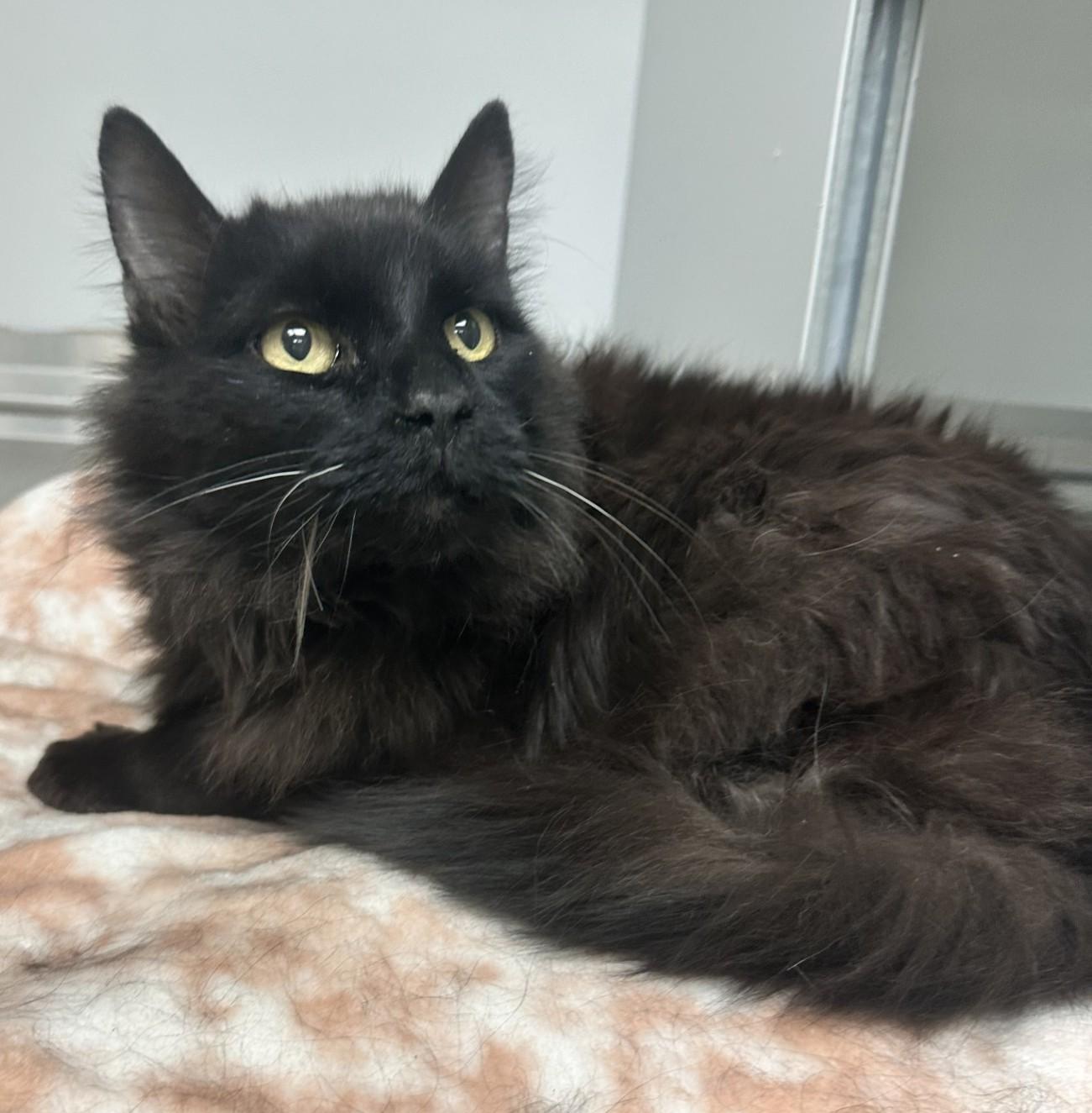 Enlarge 61851839, a Adoptable Domestic Long Hair in Elko, NV image 1/2