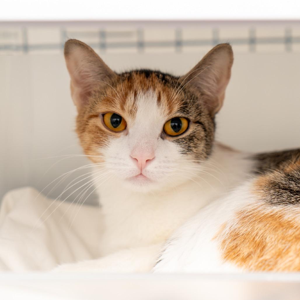 Enlarge Rebbie, a Adoptable Domestic Short Hair in New York, NY image 1/2