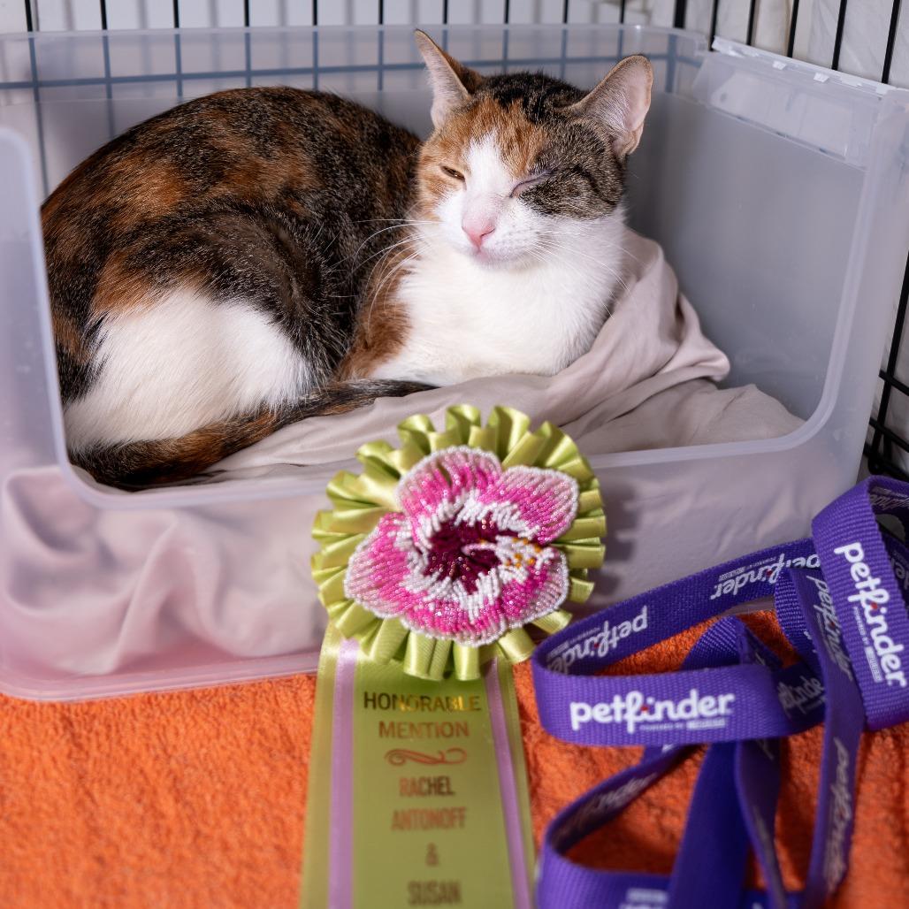 Enlarge Rebbie, a Adoptable Domestic Short Hair in New York, NY image 2/2