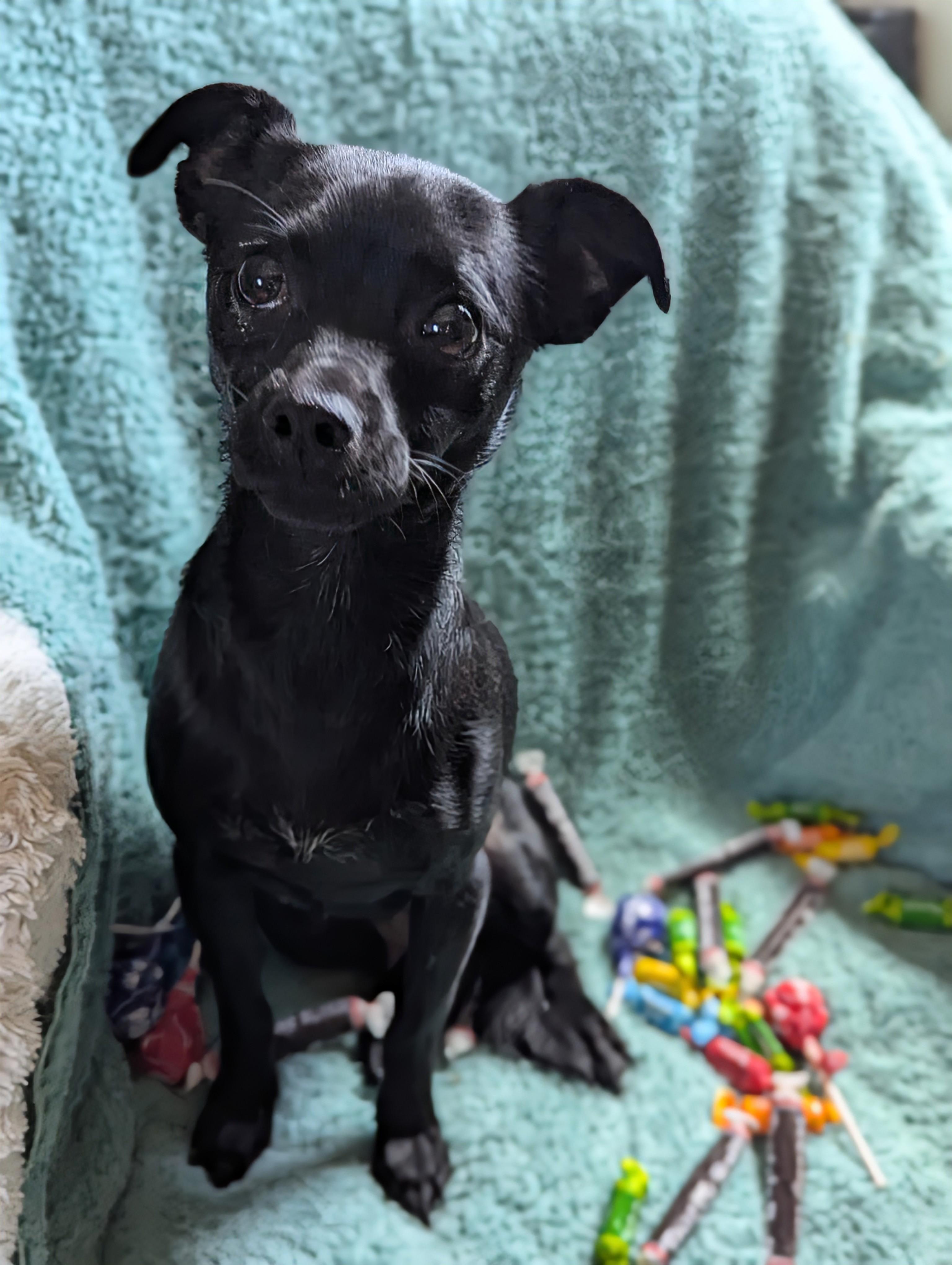 Tootsie, a ADOPTABLE mixed breed in San Jose, CA image 2/2