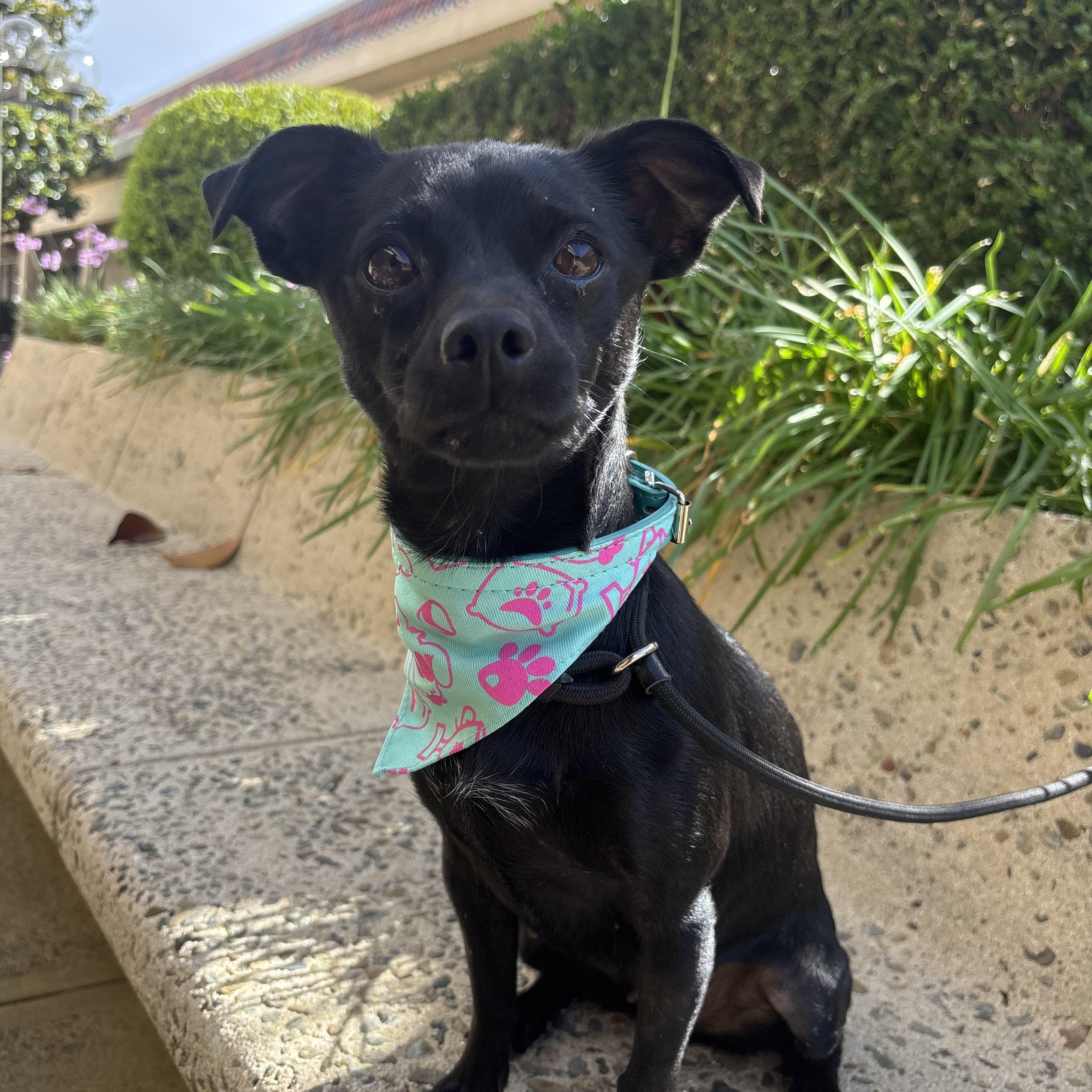 Tootsie, ADOPTABLE, Adult Female Chihuahua.