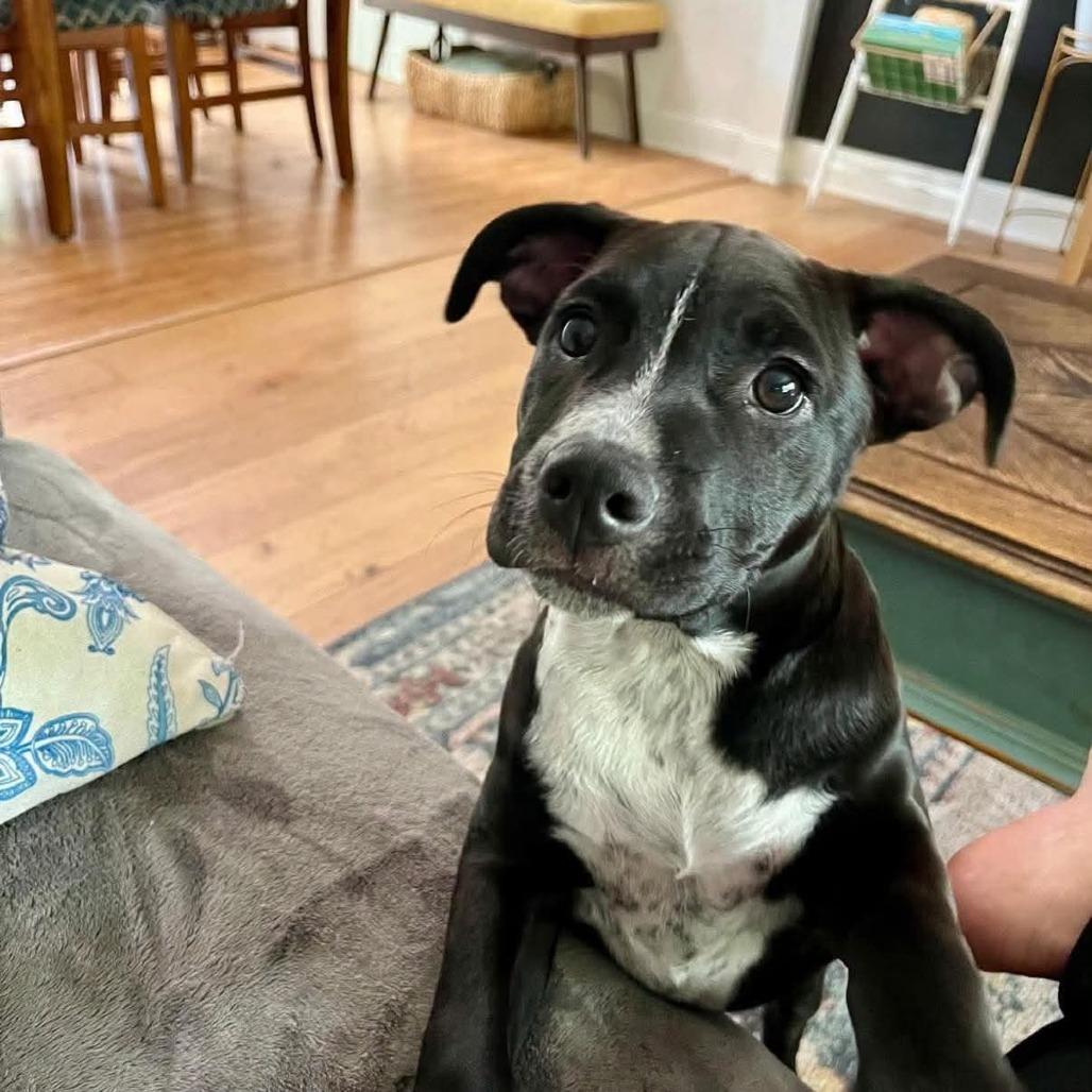 Ralphie, Adoptable, Puppy Male Pit Bull Terrier & Mixed Breed.