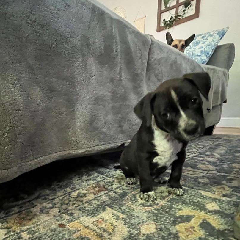 Ralphie, a Adoptable mixed breed in Joliet, IL image 1/3