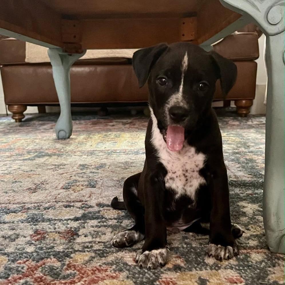 Ralphie, a Adoptable mixed breed in Joliet, IL image 2/3