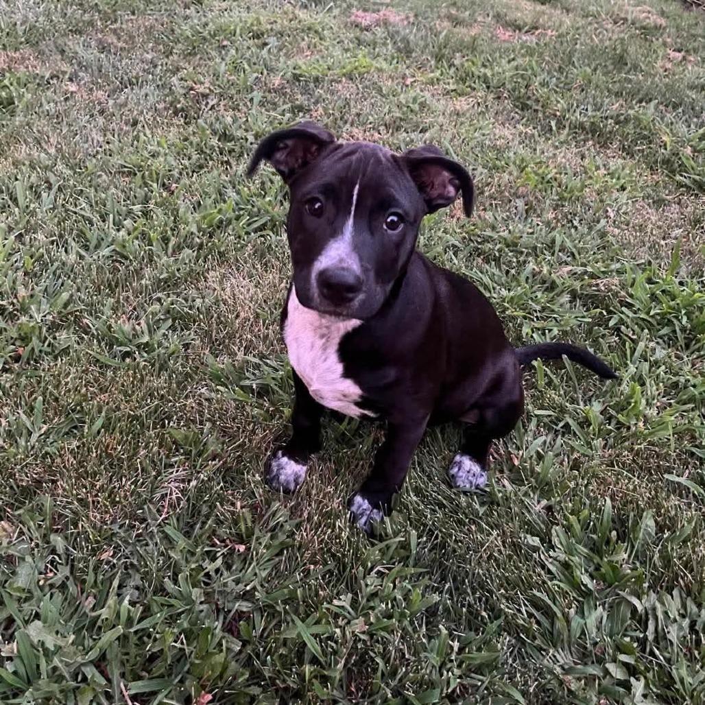 Ralphie, a Adoptable mixed breed in Joliet, IL image 4/5