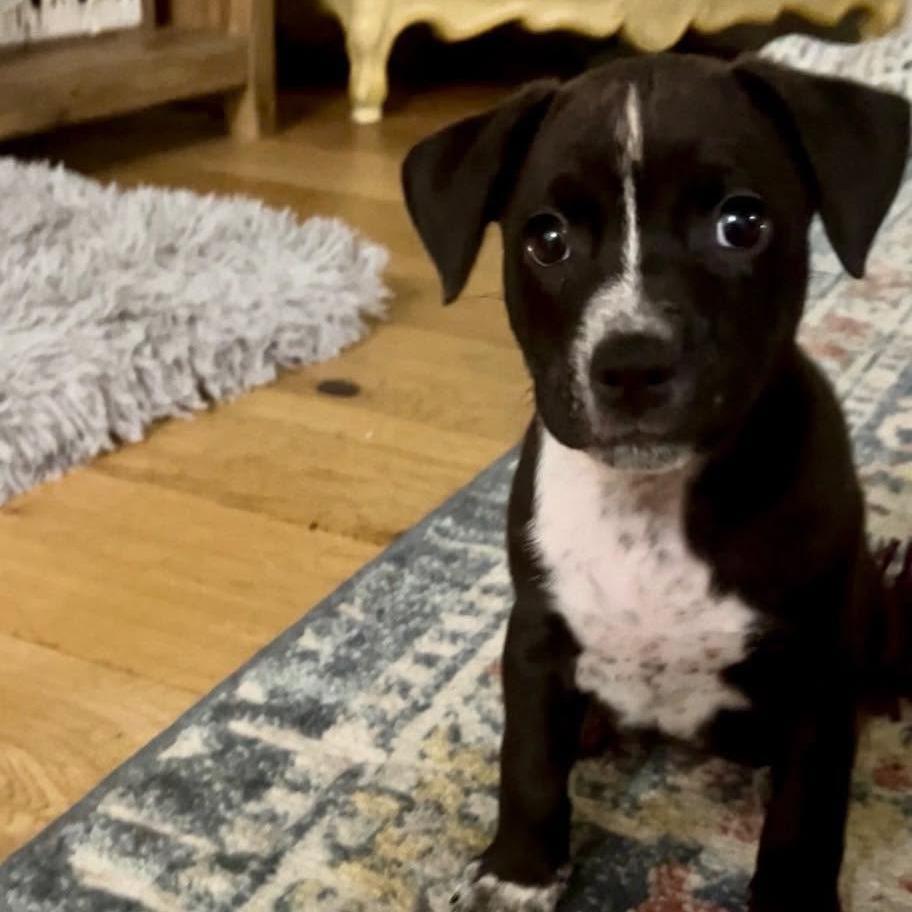 Ralphie, a Adoptable mixed breed in Joliet, IL image 3/3