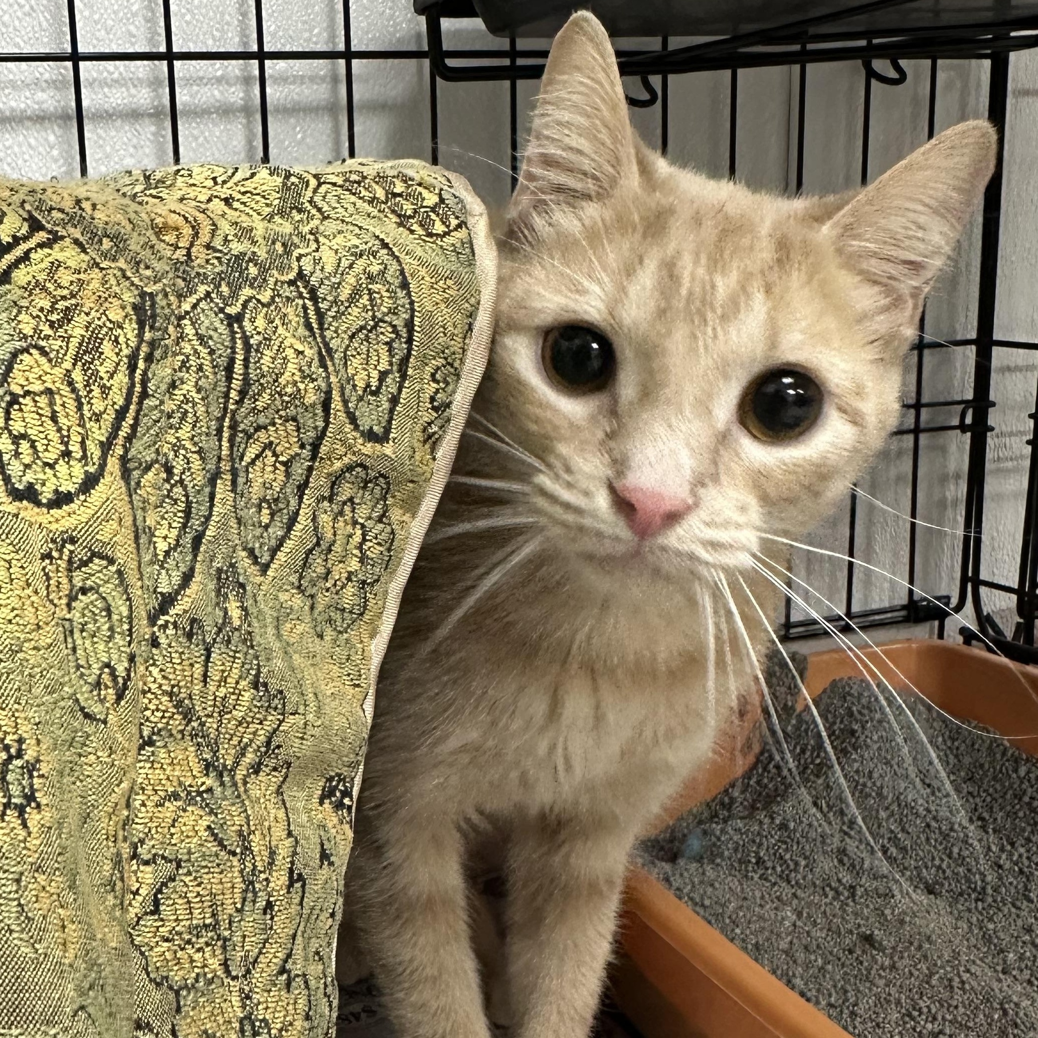 Enlarge Paprika, an adopted Domestic Short Hair in Youngstown, OH image 2/2
