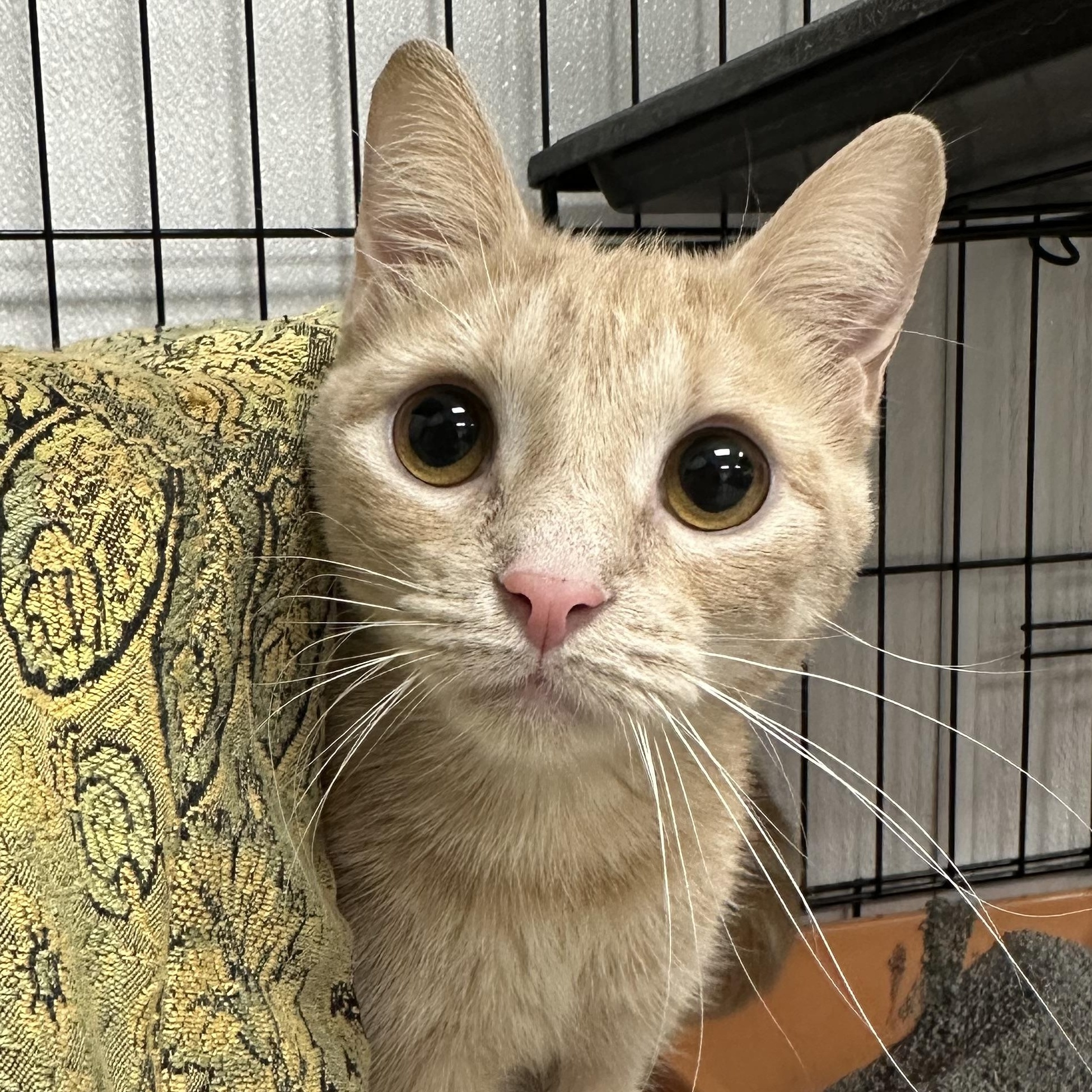 Paprika, adopted, Young Female Domestic Short Hair.