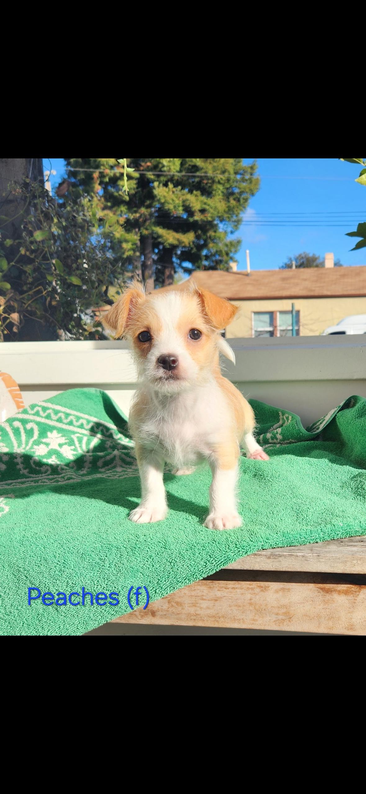 Peaches , adopted, Puppy Female Chihuahua & Jack Russell Terrier.