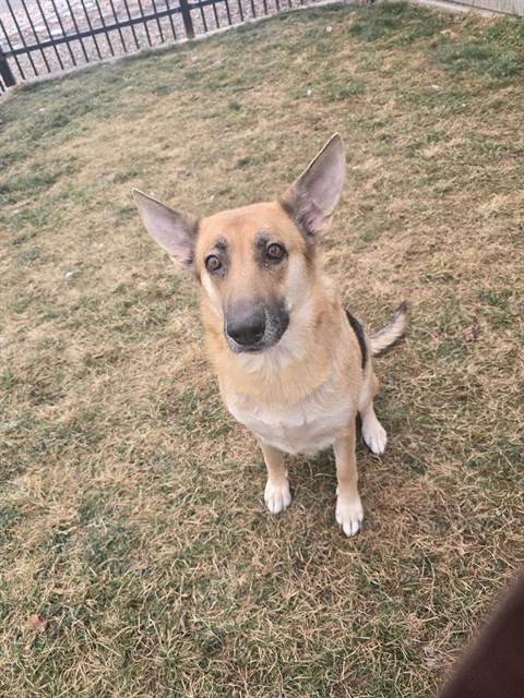 Enlarge TIA, a Adoptable mixed breed in Ogden, UT image 1/1