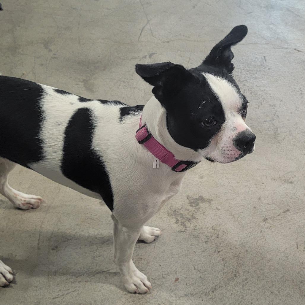 Bessie, Adoptable, Young Female Boston Terrier.