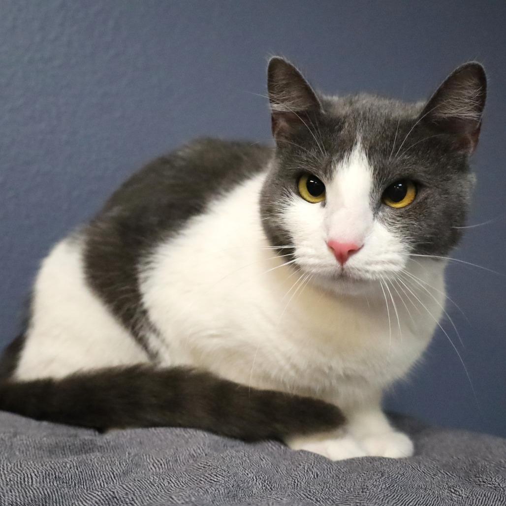 Princess Glitter, a Adoptable Domestic Short Hair in Lakeland, FL image 1/2