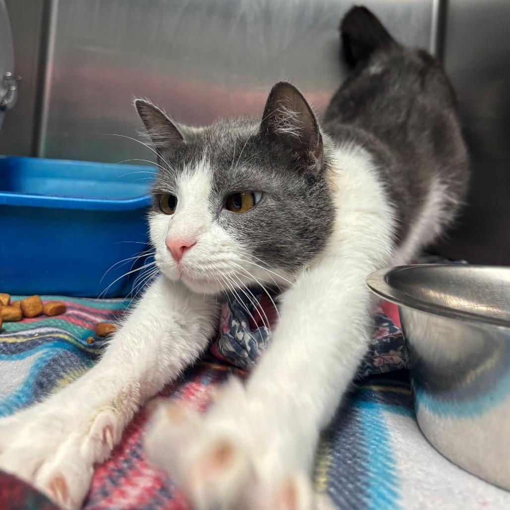 Princess Glitter, a Adoptable Domestic Short Hair in Lakeland, FL image 2/2