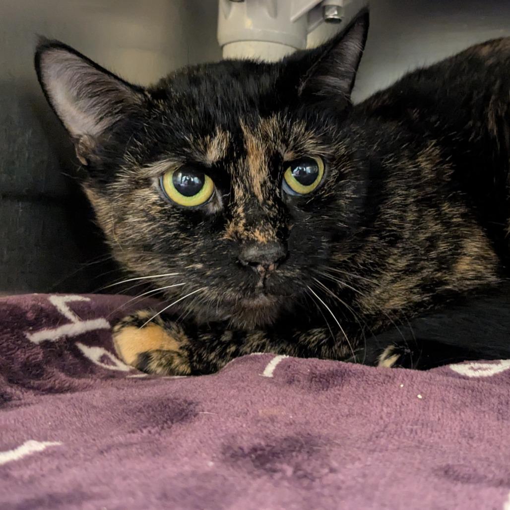 Enlarge Evie, a Adoptable Domestic Short Hair in Providence, RI image 2/2