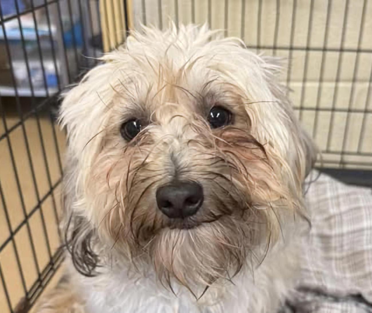 Yoshi, adopted, Young Male Shih Tzu.