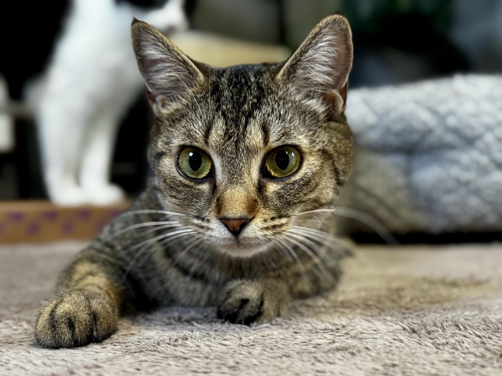 Enlarge Peanut, a ADOPTABLE Tabby in Greensburg, PA image 1/3