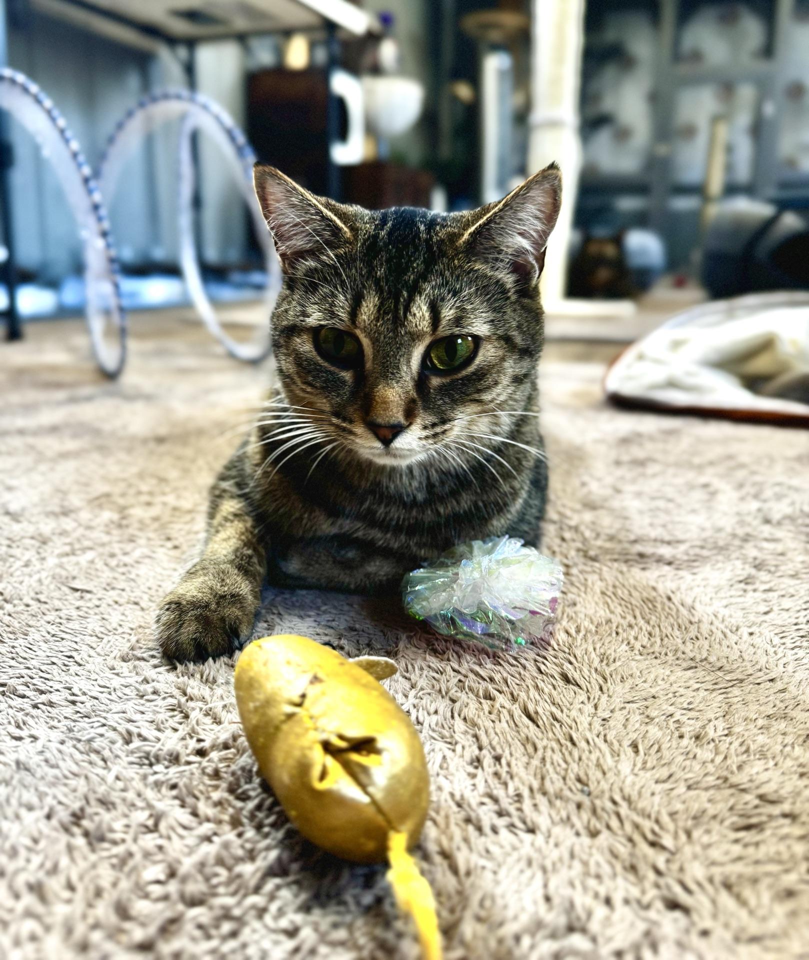 Enlarge Peanut, a ADOPTABLE Tabby in Greensburg, PA image 3/3
