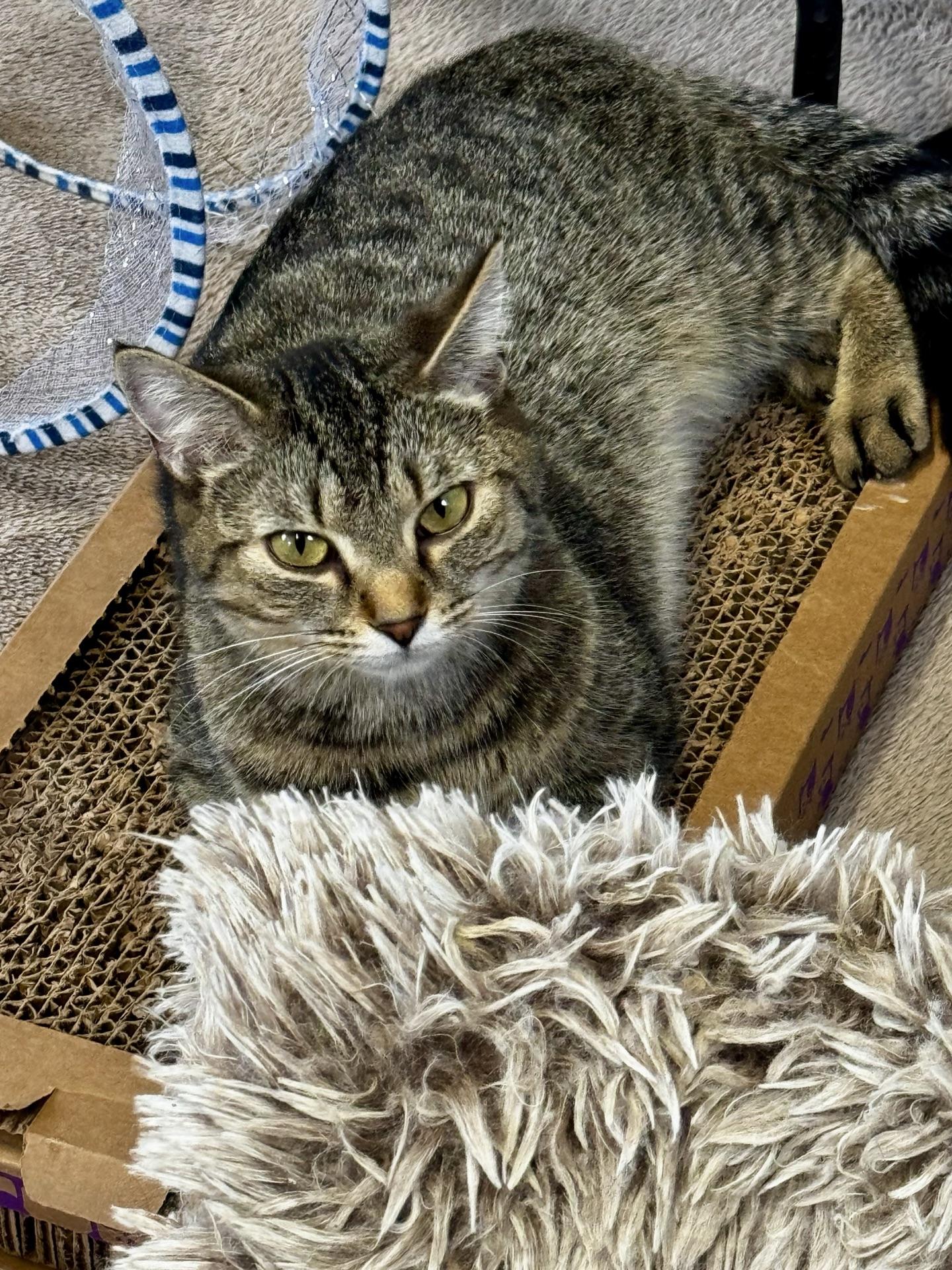 Enlarge Peanut, a ADOPTABLE Tabby in Greensburg, PA image 2/3