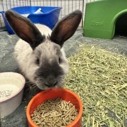 Enlarge Sage, a Adoptable Bunny Rabbit in Murray, UT image 1/1