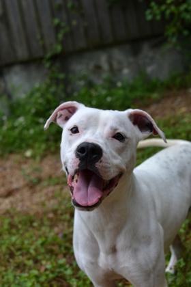 Snow (Underdog), Adoptable, Adult Male Pit Bull Terrier & Mixed Breed.