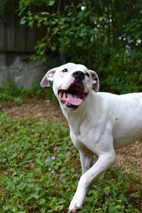 Snow (Underdog), a Adoptable mixed breed in New Orleans, LA image 2/3