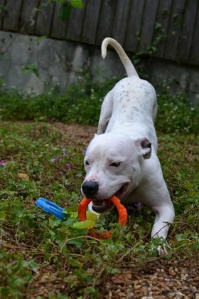 Snow (Underdog), a Adoptable mixed breed in New Orleans, LA image 3/3