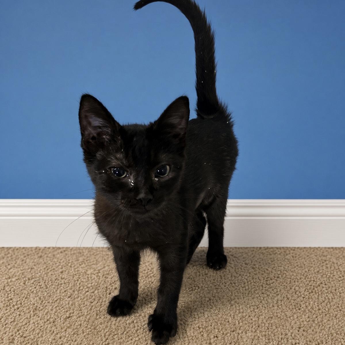 Hershey, Adoptable, Young Male Domestic Short Hair.