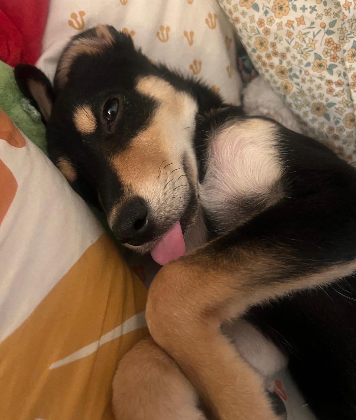 Meelo The Floppy photo 1