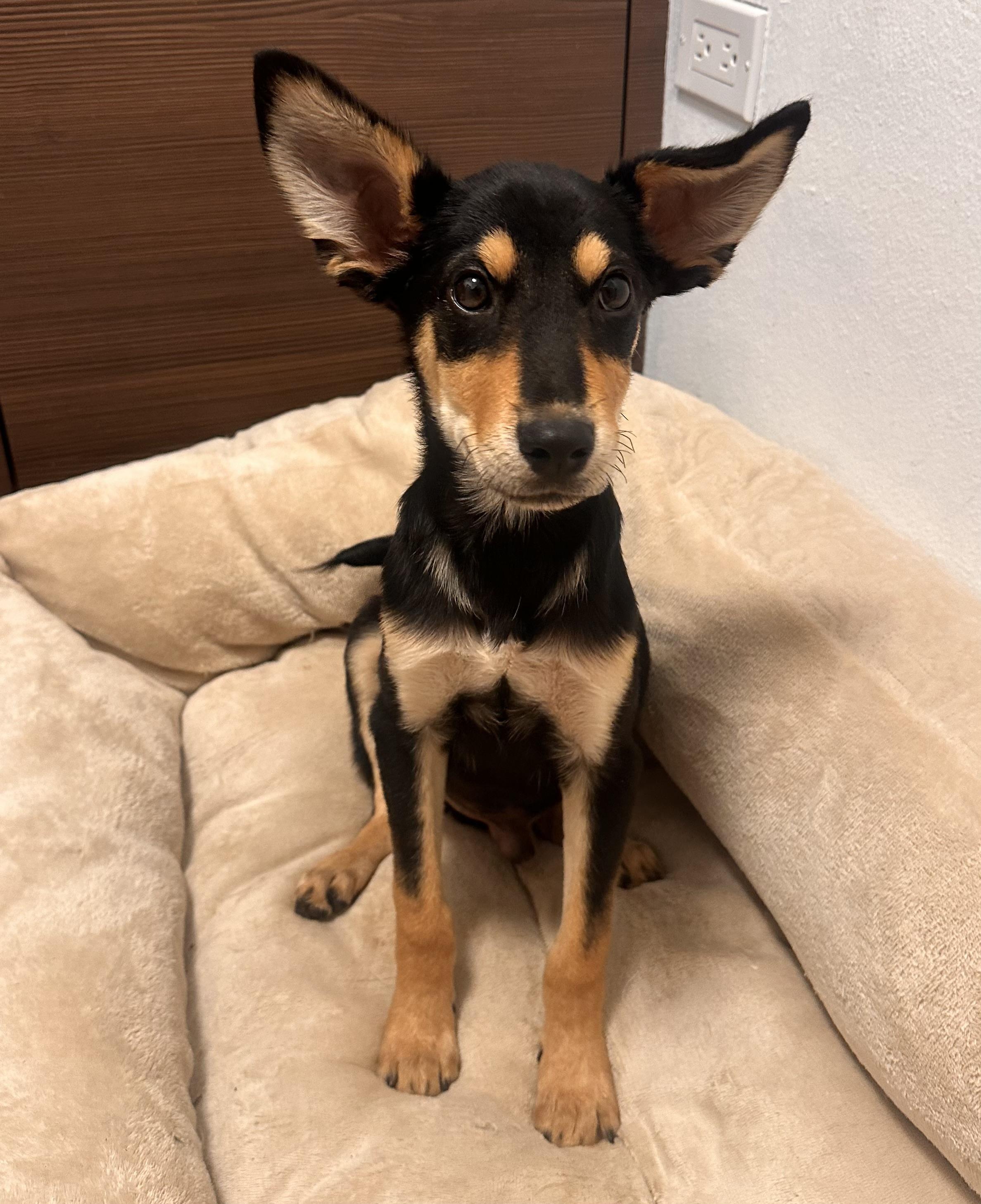 Meelo - The Floppy Eared Babe, an adoptable mixed breed in San Francisco, CA image 1/6