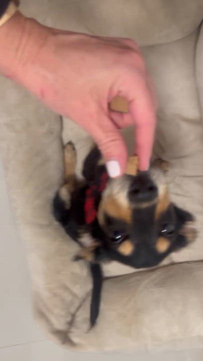 Enlarge Meelo - The Floppy Eared Babe, an adoptable mixed breed in San Francisco, CA video 4/6